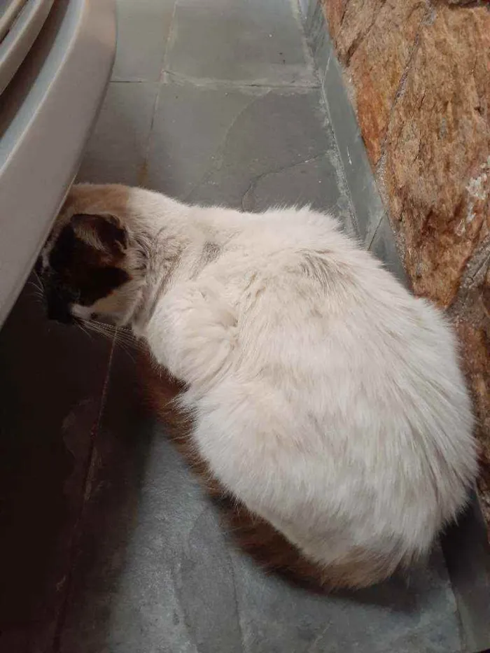 Gato ra a Ciames  idade 1 ano nome Sem nome