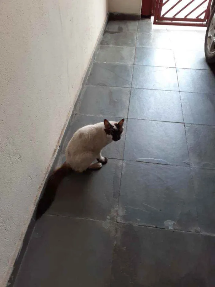 Gato ra a Ciames  idade 1 ano nome Sem nome