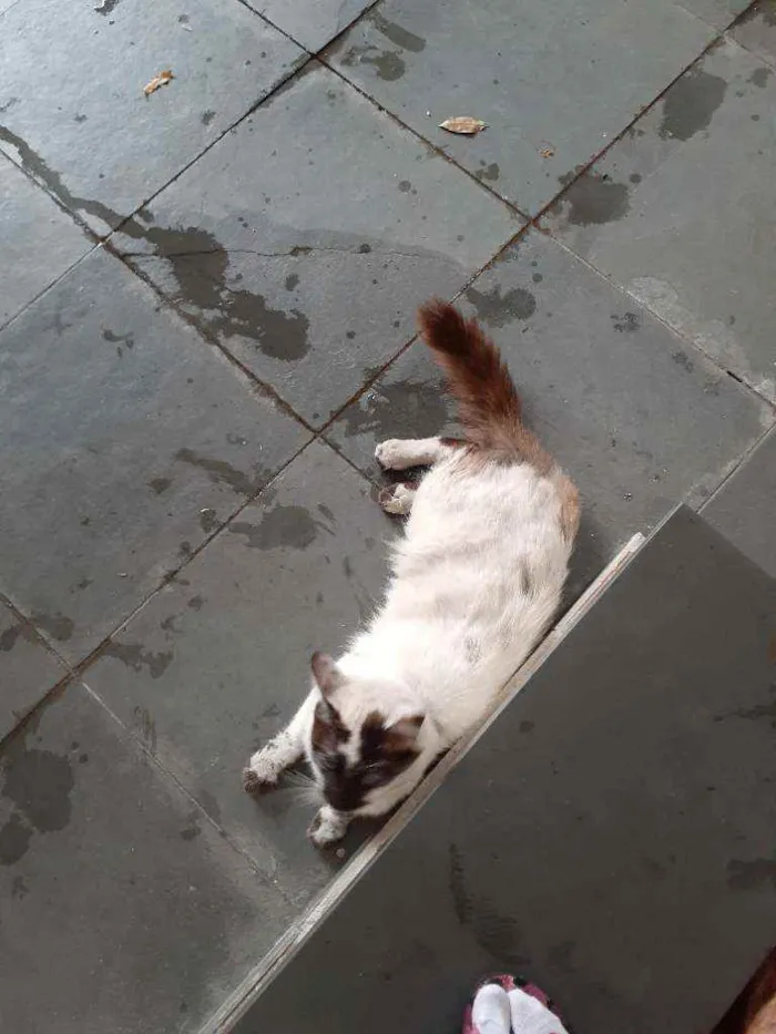 Gato ra a Ciames  idade 1 ano nome Sem nome