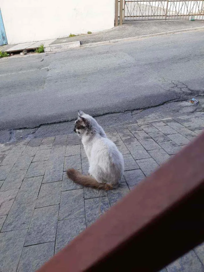 Gato ra a Ciames  idade 1 ano nome Sem nome