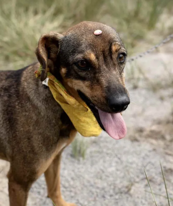 Cachorro ra a SRD idade 1 ano nome Helena 
