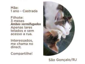 Gato raça Sem raça definida  idade  nome Mãe e Filho