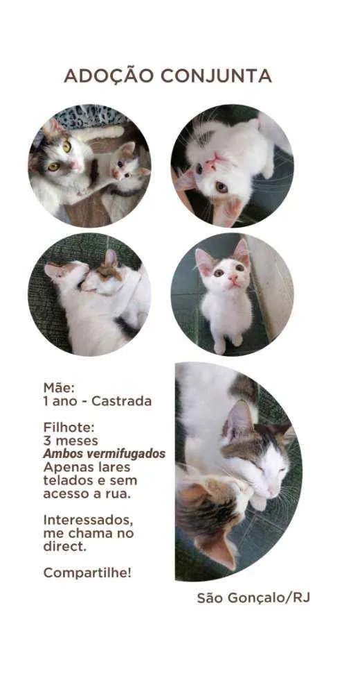 Gato ra a Sem raça definida  idade  nome Mãe e Filho