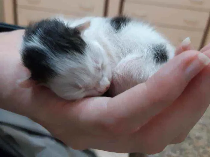 Gato ra a Sem raça definida  idade  nome Mãe e Filho