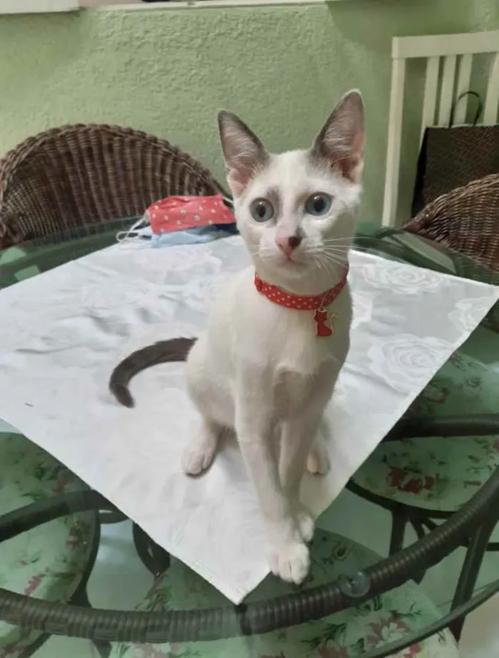 Gato ra a Srd idade 2 a 6 meses nome Leo
