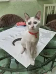 Leo