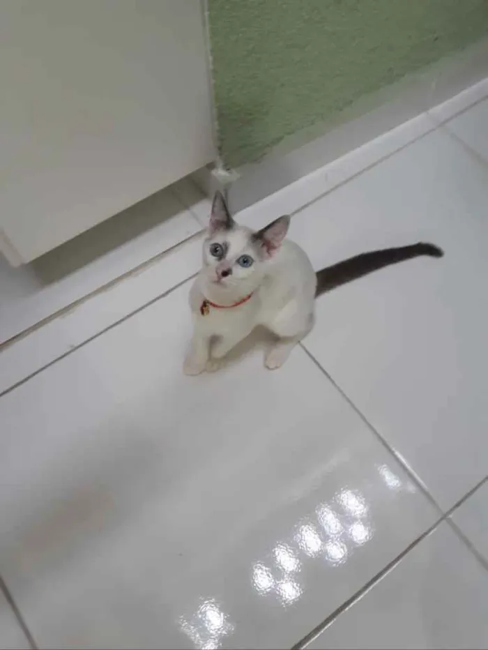 Gato ra a Srd idade 2 a 6 meses nome Leo