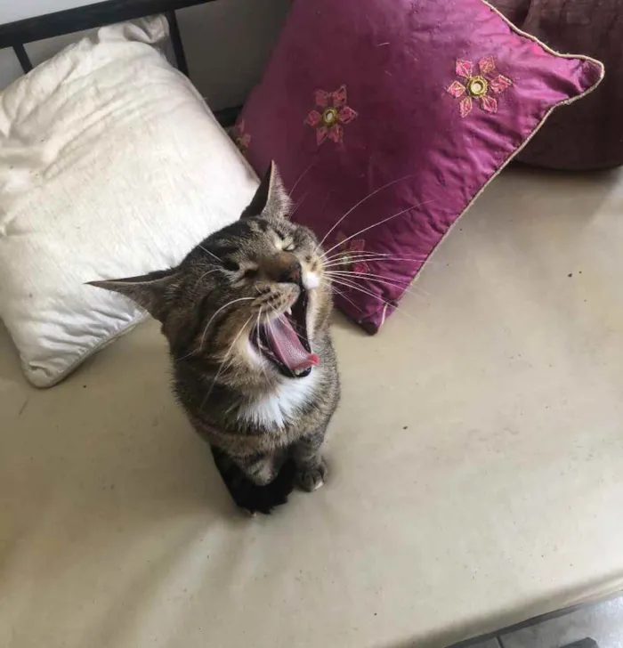 Gato ra a Srd idade 3 anos nome Óliver