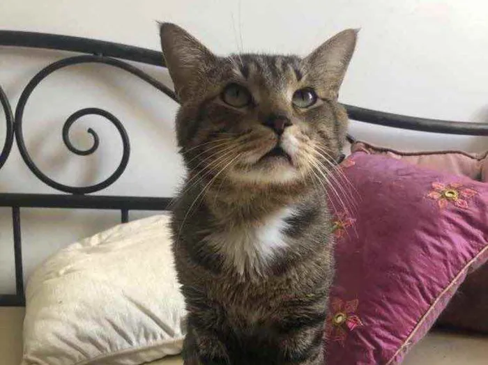 Gato ra a Srd idade 3 anos nome Óliver