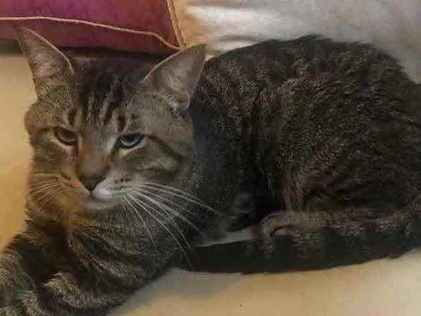 Gato ra a Srd idade 3 anos nome Óliver