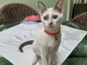 Gato raça Srd idade 2 a 6 meses nome Leo