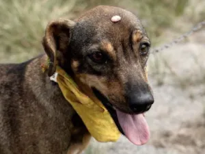 Cachorro raça SRD idade 1 ano nome Helena 