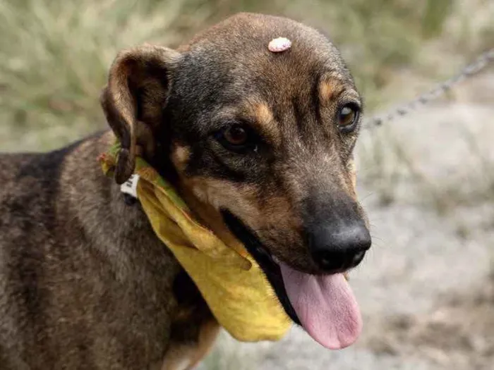 Cachorro ra a SRD idade 1 ano nome Helena 