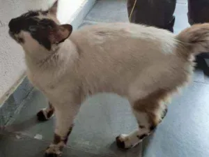 Gato raça Ciames  idade 1 ano nome Sem nome