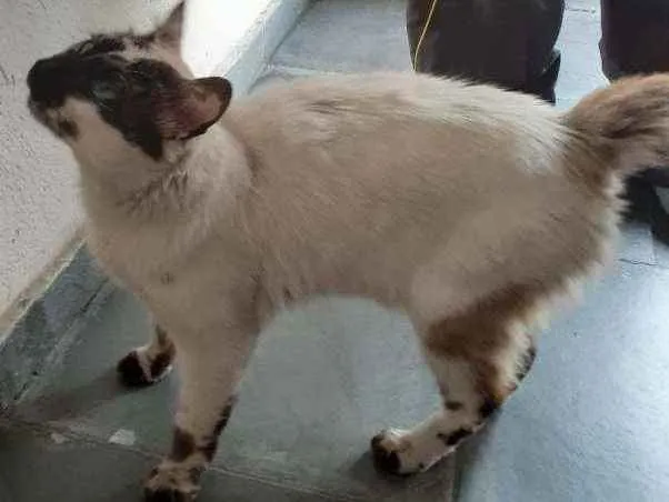 Gato ra a Ciames  idade 1 ano nome Sem nome