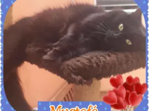 Gato raça SRD idade 6 ou mais anos nome MUSTAFA
