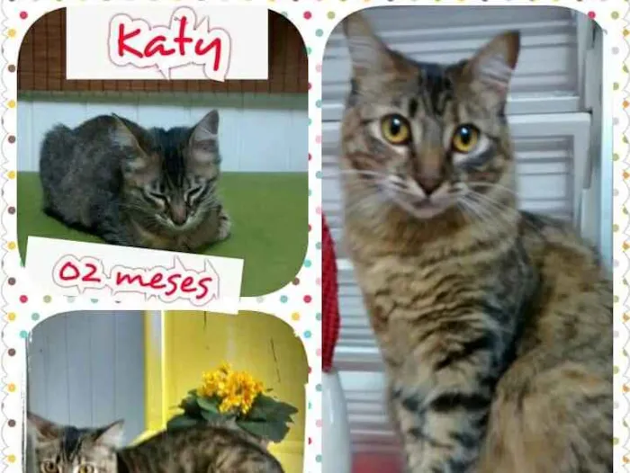Gato raça SRD idade 4 anos nome KATTY