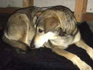 Cachorro raça Srd idade 2 anos nome Bolinha