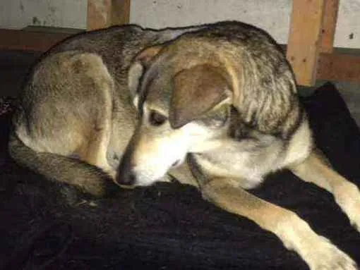 Cachorro ra a Srd idade 2 anos nome Bolinha