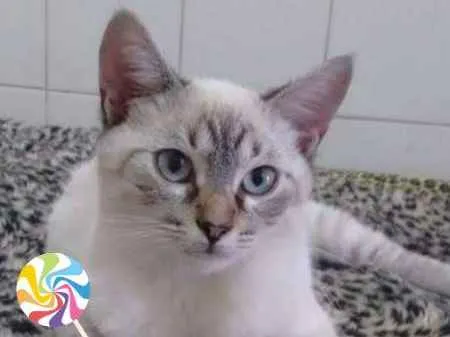 Gato ra a MESTICO SIAMES idade 4 anos nome BARNEY