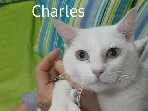 Gato ra a SRD idade 4 anos nome CHARLES