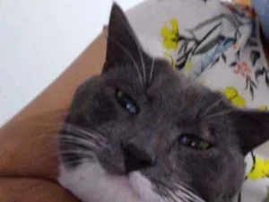 Gato raça Srd idade 1 ano nome Lino