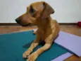Cora
