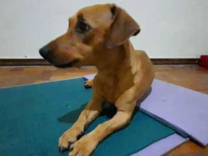 Cachorro raça Srd idade 3 anos nome Cora