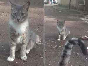 Gato raça Srd idade 1 ano nome Juca