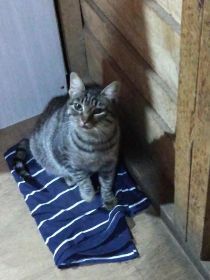 Gato ra a SRD idade 1 ano nome Babi