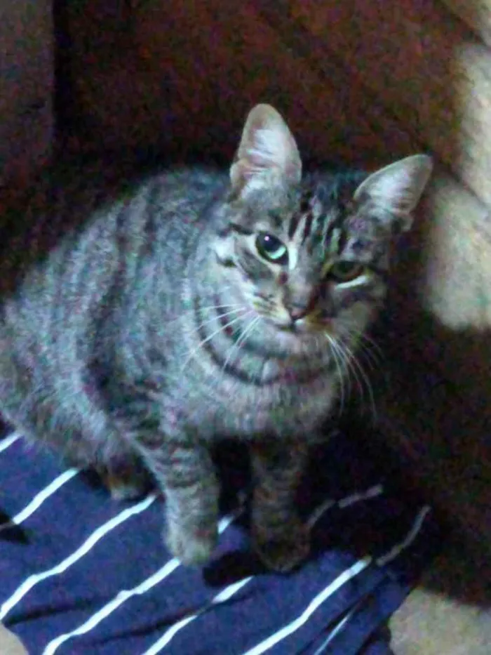 Gato ra a SRD idade 1 ano nome Babi