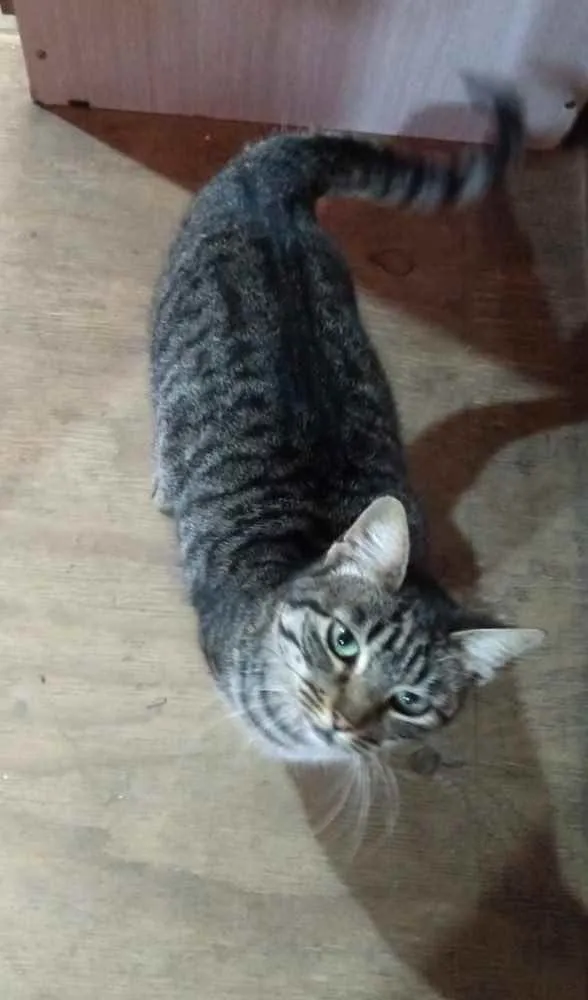 Gato ra a SRD idade 1 ano nome Babi