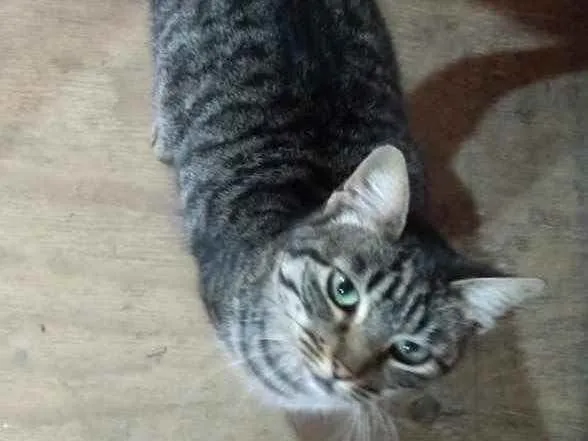 Gato ra a SRD idade 1 ano nome Babi