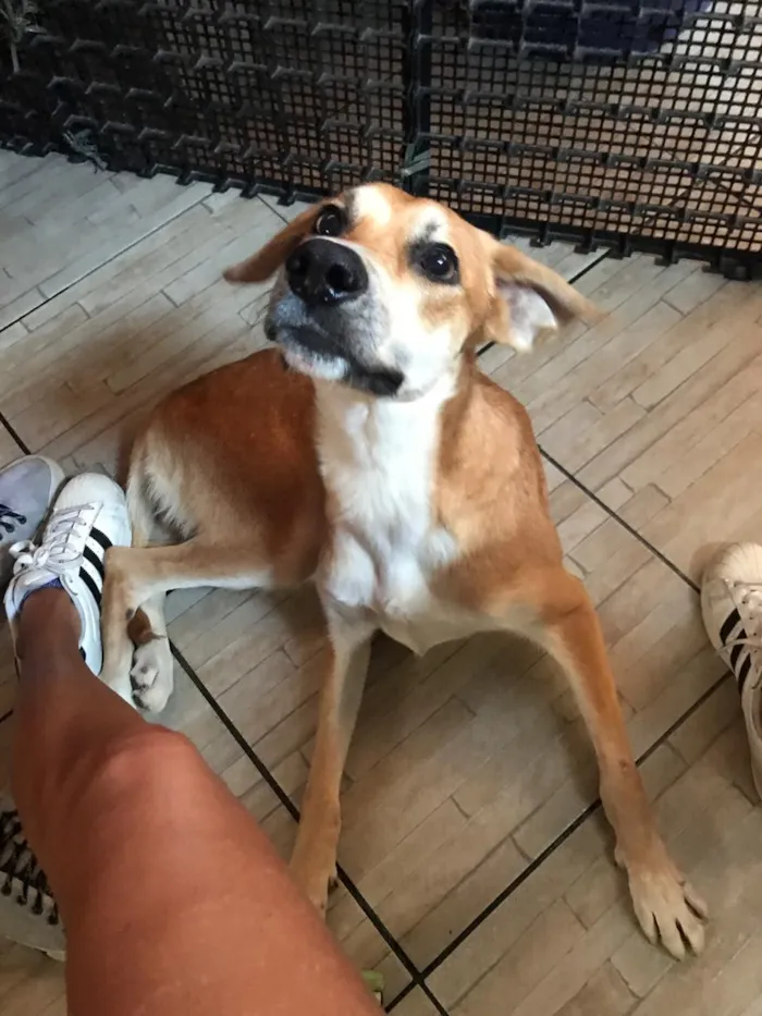 Cachorro ra a SRD idade 3 anos nome Tom