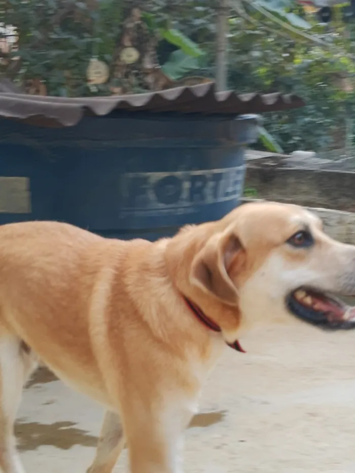 Cachorro ra a SRD idade 3 anos nome Tom