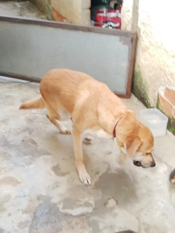 Cachorro ra a SRD idade 3 anos nome Tom