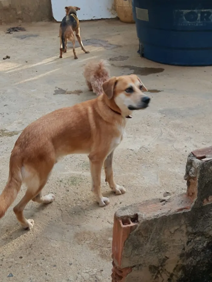 Cachorro ra a SRD idade 3 anos nome Tom