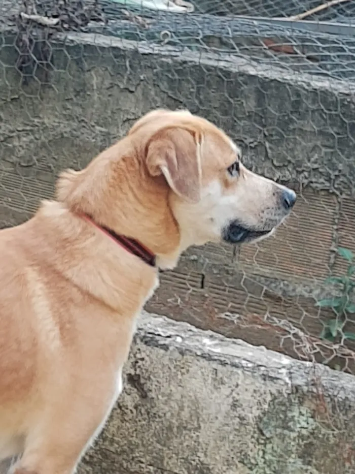 Cachorro ra a SRD idade 3 anos nome Tom