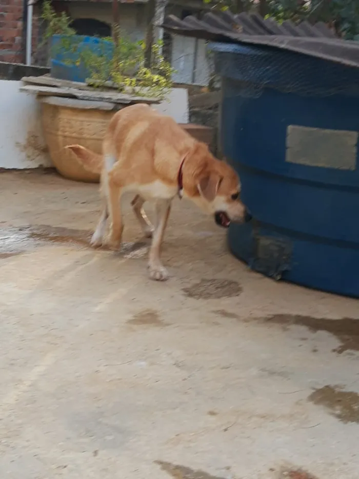 Cachorro ra a SRD idade 3 anos nome Tom