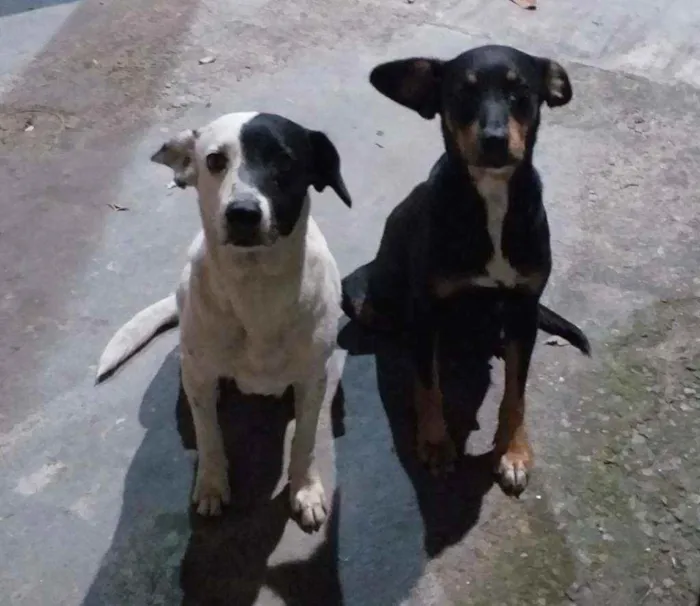 Cachorro raça  idade  nome Cachorrinhas fêmeas 
