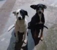 Cachorrinhas fêmeas