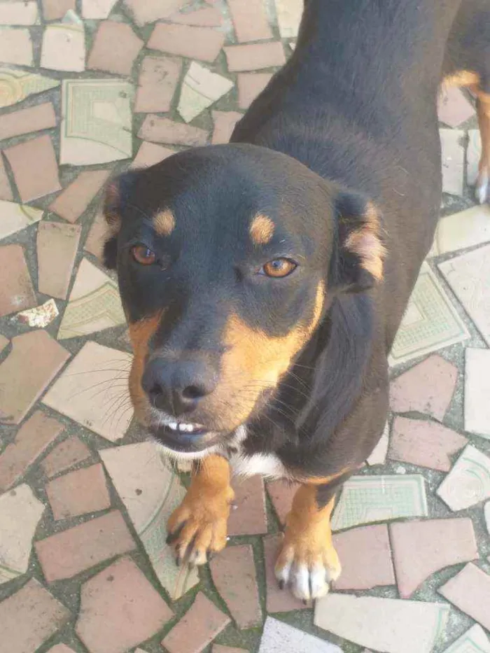 Cachorro raça  idade  nome Cachorrinhas fêmeas 