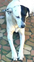 Cachorrinhas fêmeas 