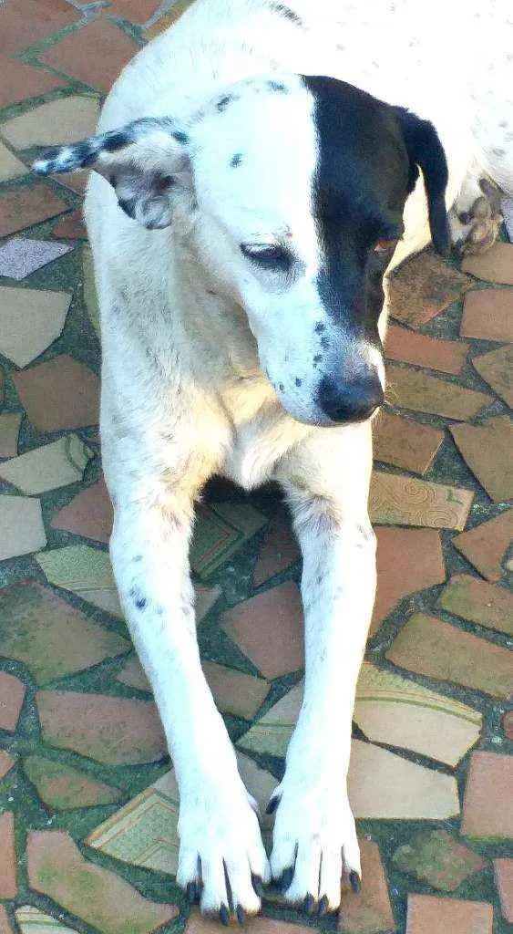 Cachorro raça  idade  nome Cachorrinhas fêmeas 