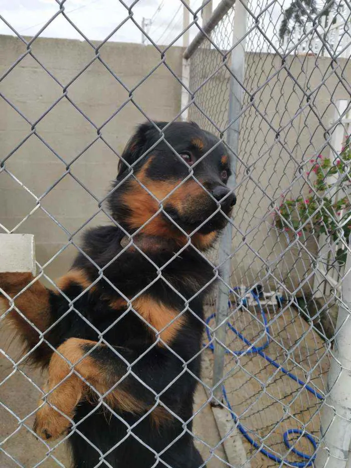 Cachorro raça Rotiweiller idade 4 anos nome Thor