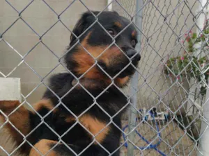 Cachorro raça Rotiweiller idade 4 anos nome Thor