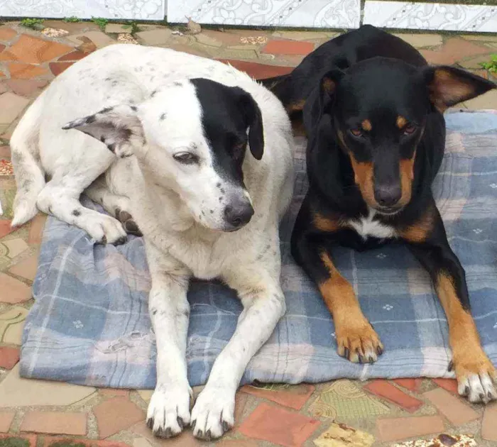 Cachorro ra a  idade  nome Cachorrinhas fêmeas 