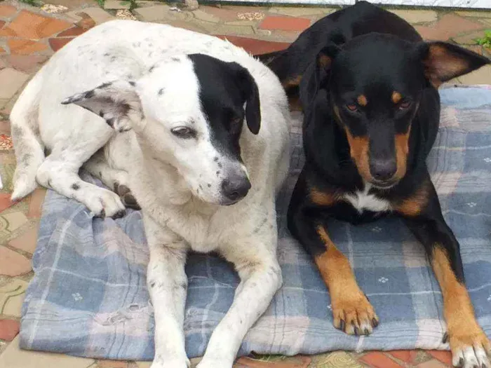 Cachorro ra a  idade  nome Cachorrinhas fêmeas 