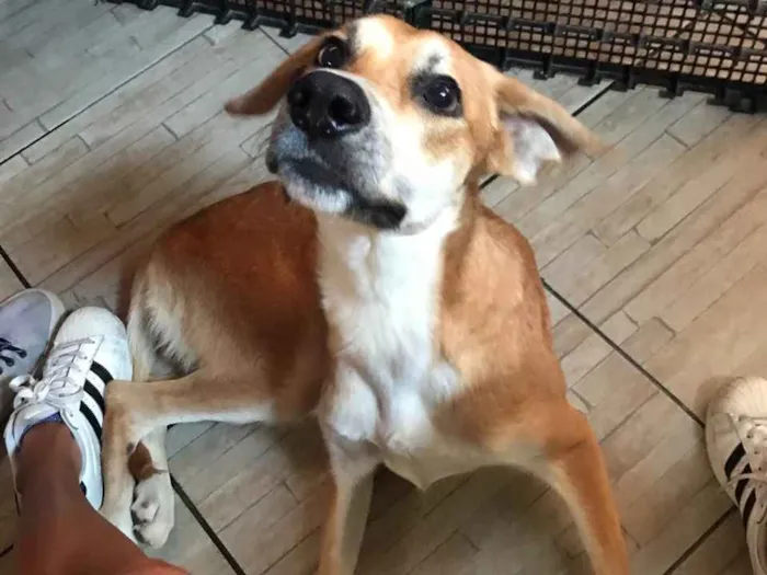 Cachorro ra a SRD idade 3 anos nome Tom