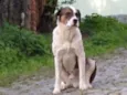 Beethoven